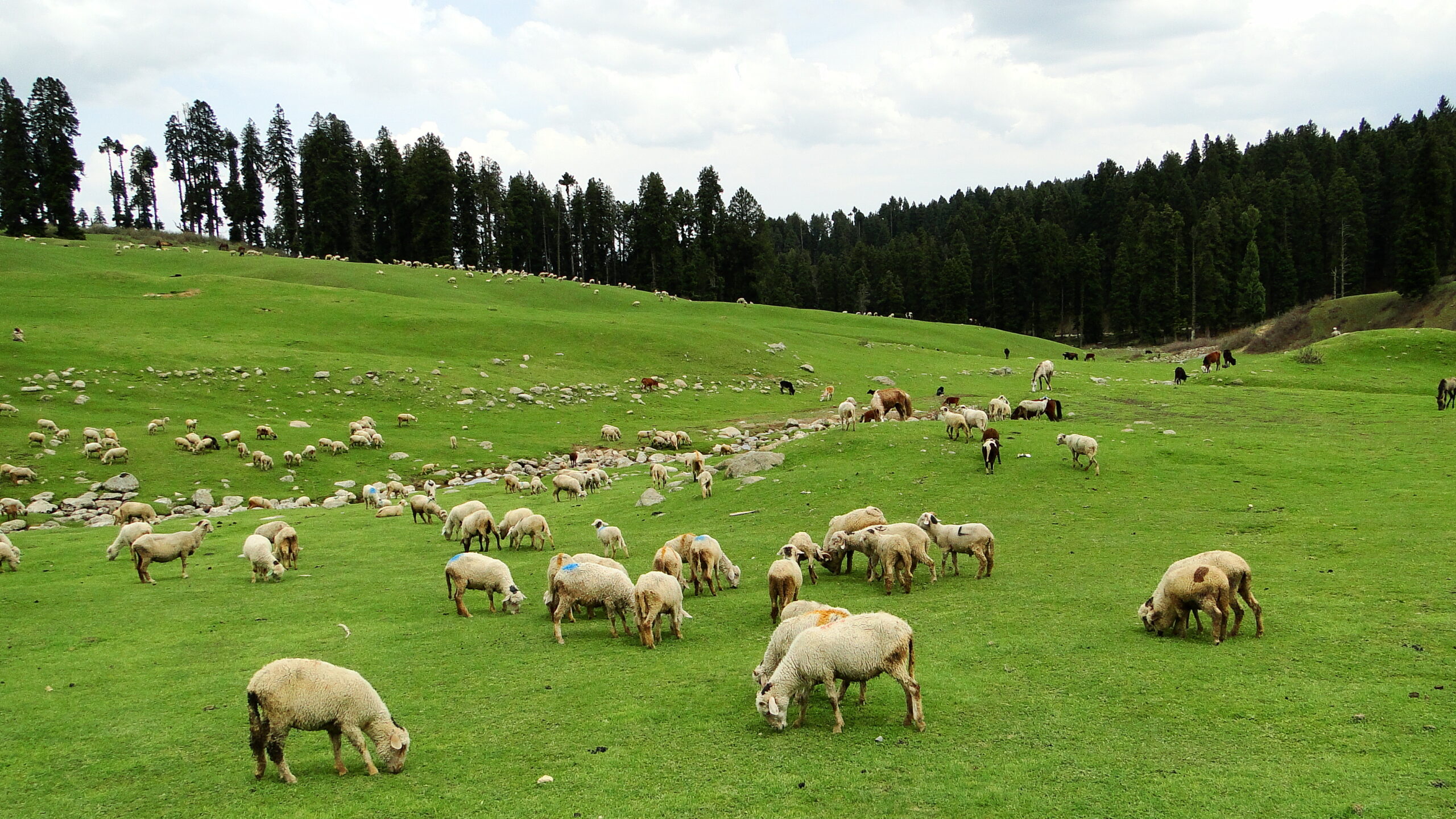 Doodhpathri_pastures_Jammu_Kasmir_India_May_2014
